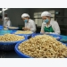 Price of cashew nuts plummet as quality declines