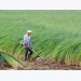 Mekong Delta farmers profit from sedge boom