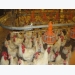 Salmonella biofilms resist disinfectants in poultry processing