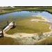 Removing cyanobacteria and associated toxins in aquaculture ponds
