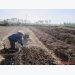 Kinh nghiệm trồng hành tăm cho năng suất cao của nông dân Nghi Lâm