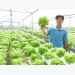 vuon-thuy-canh-1-000-m2-uom-7-loai-xa-lach-ngoai-o-an-giang