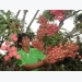 Hai Duong’s first lychees of season to enter market