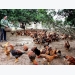 Parent chickens provided to Yen The breeding households