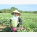 Lần đầu tiên nông dân Quảng Ngãi trồng dưa sạch không hạt