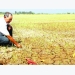 Protecting farmers from climate affect a priority: UN