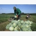 Farmers in central province succeed in growing safe seedless watermelon