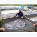 Aquaculture output picks up 6 percent in four months