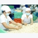 Cashew farming land shrinks in 8 consecutive years