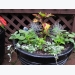 How to Grow Fruits, Vegetables, and Herbs in a Container Garden