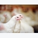 US poultry vet shares key factors to control NE