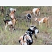 Goat farming: nutrition and veld management