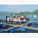 nghien-cuu-cho-thay-nuoi-trong-thuy-san-nhan-dao-co-the-thuc-day-tieu-thu-hai-san-cua-my