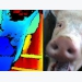 Facial recognition technology aims to detect emotional state of swine