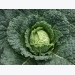 Guide to Growing Cabbages