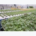 Mô hình trồng rau thủy canh nhân công ít, hiệu quả kinh tế cao
