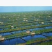 Project seeks to improve Indonesian shrimp farming sector