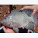 Vietnam aims to reach 400,000 tons of tilapia in 2030