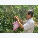 Dong Thap’s farmers encouraged to apply GAP standards for fruit growing