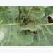 Dealing with aphids on brassicas
