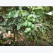 Lâm Đồng exports macadamia nuts to RoK, Singapore