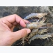 Local shrimp farmers to operate on trading floor