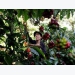 Vietnam March coffee exports seen falling; muted activity in Indonesia