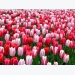 Kỹ thuật trồng hoa Tulip