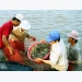Kien Giang applies advanced technologies in large-scale shrimp farming