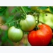 How to Grow Tomatoes