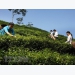 Vietnam’s tea exports edge up 15.4 percent in Q1