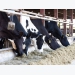 Adding fat to pregnant cow diets may boost yield, performance