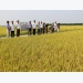 Mô hình cánh đồng lớn sản xuất lúa chất lượng cao