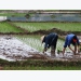 Ground broken for first farmer support center in Mekong Delta