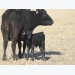 Tough winter leads to challenging spring for cattle