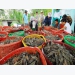Shrimp industry sets up a target of 4.2 billion USD