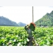 Support mechanism for agricultural product distribution proves effective
