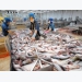 VASEP proposes support for export of seafood