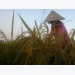Farmers big losers if Vietnam stops rice exports: experts