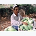 Dong Thap struggles to seek market for mango during Covid-19 pandemic