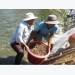 Prices of shrimps in Mekong Delta provinces decline heavily