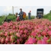 Coronavirus hits Vietnam’s fruit exports to biggest market, China