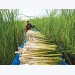 Bulrush cultivation offers stable income for farmers