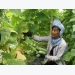 Trà Vinh promotes agricultural restructuring as drought, saline intrusion damages crops