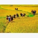 Organic rice zone emerged in central Vietnam