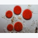 thuc-day-tao-h-pluvialis-tang-san-xuat-astaxanthin-va-lipid