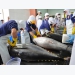 Tuna exports soar