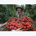 Foreign merchants register to purchase lychees in Vietnam
