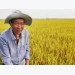 hieu-qua-kep-tu-xu-li-rom-ra-bang-che-pham-sinh-hoc-emuniv