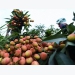 Government allows 190 Chinese traders to enter Vietnam to buy lychees